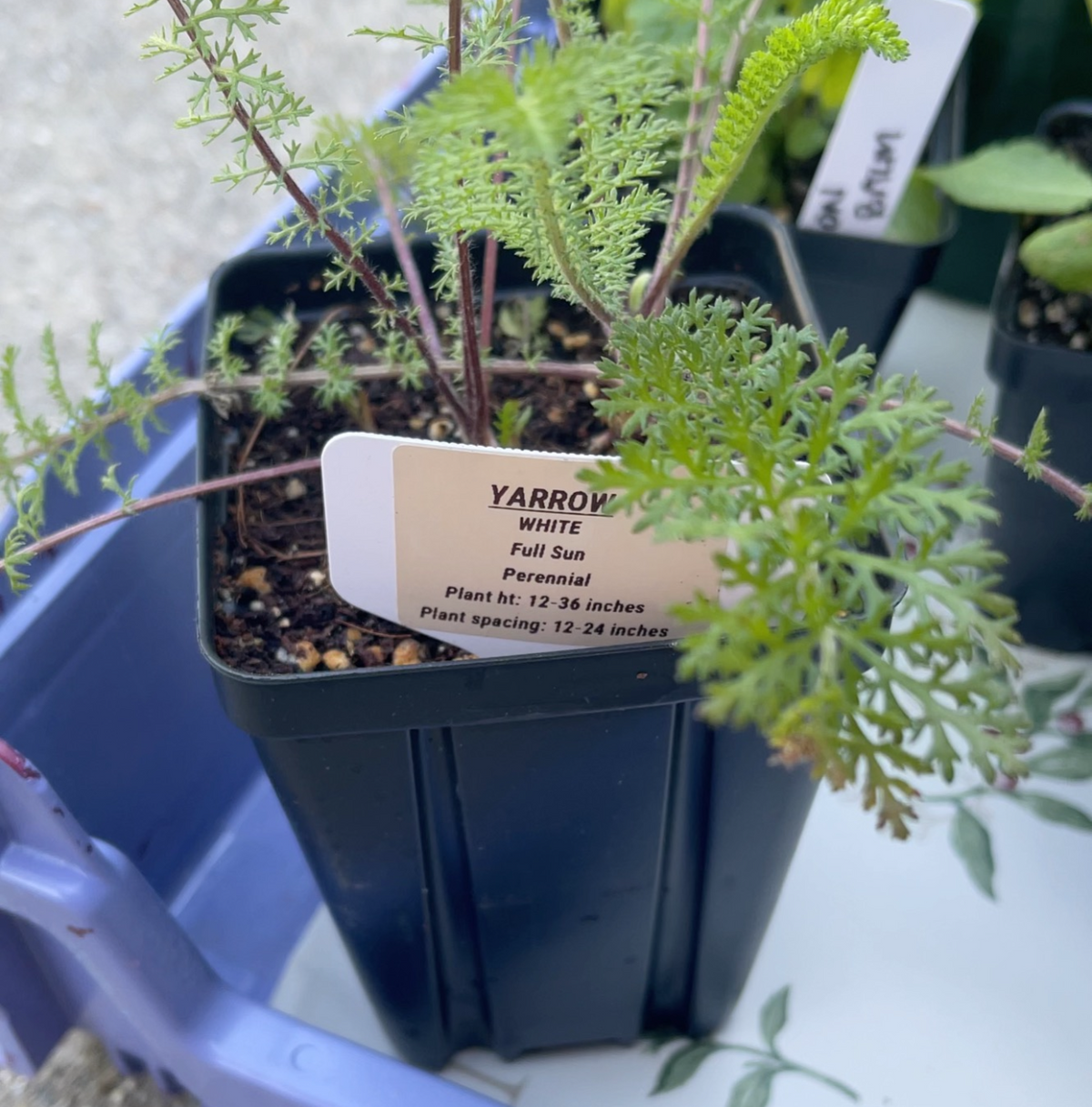 Yarrow, White