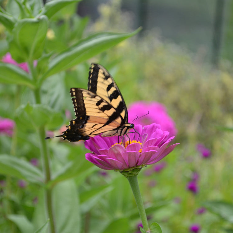 HillCastle Herbs & Fleurs Photography